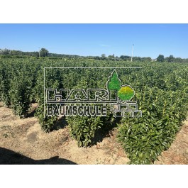 Kirschlorbeer (Prunus laurocerasus 'Genolia'  ®) 140/160 cm