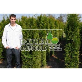 Thuja plicata 'Atrovierens' 180 cm hoch, 1 lfm!