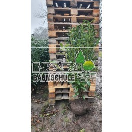Kirschlorbeer (Prunus laurocerasus 'Genolia'  ®) 120/140 cm