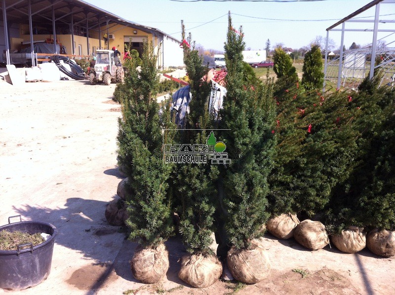 Eiben (Taxus media Hicksii) 150/175 cm Eiben