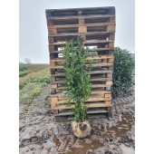 Kirschlorbeer (Prunus laurocerasus 'Genolia'  ®) 160/180 cm