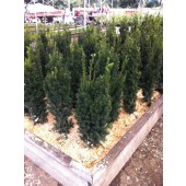 Eiben (Taxus media Hicksii) 80/100 cm