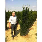 Eiben (Taxus media Hicksii) 200/225 cm