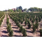 Eiben (Taxus media 'Hillii') 60/80 cm