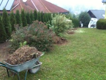 Hecke entfernen