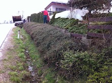 Hecke entfernen