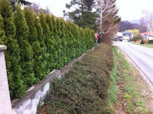 Hecke entfernen