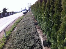 Hecke entfernen