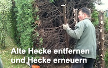 Alte Hecke entfernen